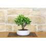 Ficus Retusa bonsai tree in shallow bowl