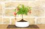 2 - Bonsai di Melograno in ciotola bassa