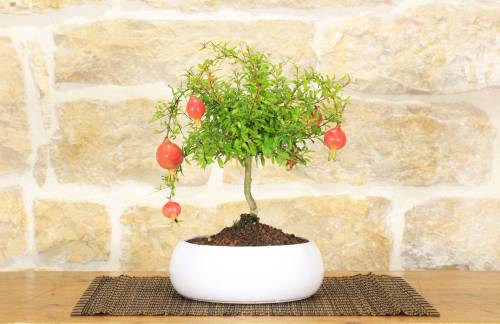 2 - Bonsai di Melograno in ciotola bassa