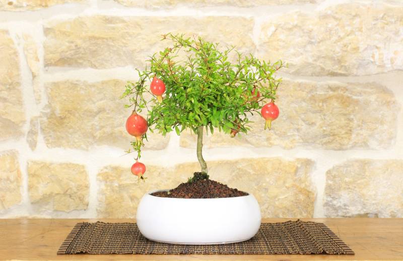 2 - Bonsai di Melograno in ciotola bassa