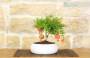 3 - Bonsai di Melograno in ciotola bassa