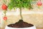 4 - Bonsai di Melograno in ciotola bassa
