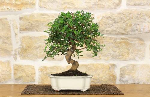2 - Bonsai di Lentisco (56)