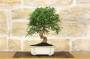 2 - Bonsai di Lentisco (56)