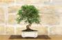 3 - Bonsai di Lentisco (56)