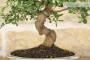 4 - Bonsai di Lentisco (56)