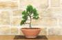 2 - Pre bonsai di Cipresso giapponese - Chamaecyparis Obtusa Nana