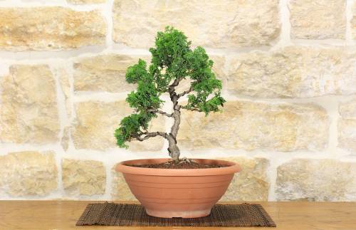 2 - Pre bonsai di Cipresso giapponese - Chamaecyparis Obtusa Nana