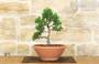 117 - Pre bonsai di Cipresso giapponese - Chamaecyparis Obtusa Nana
