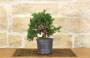 2 - Pre bonsai di Ginepro 12 anni