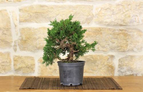 2 - Pre bonsai di Ginepro 12 anni