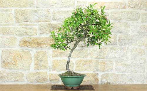 2 - Bonsai di Cotoneaster Lacteus (1)