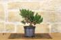 115 - Pre bonsai di Ginepro 12 anni