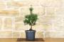 2 - Pre bonsai di Pino Bianco Negishi