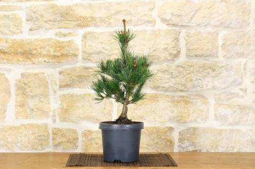 2 - Pre bonsai di Pino Bianco Negishi