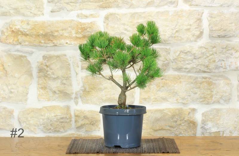 4 - Pre bonsai di Pino Bianco Negishi
