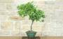 3 - Bonsai di Cotoneaster Lacteus (1)