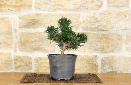 2 - Pre bonsai di Pino Nero Senjyumaru