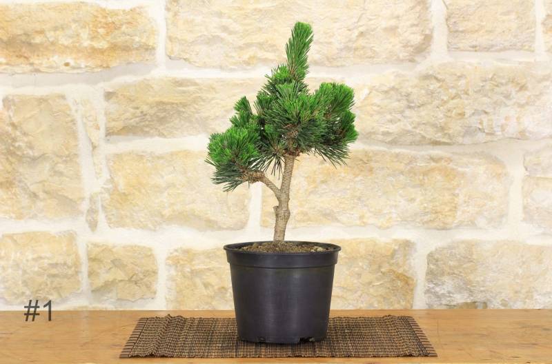 210 - Pre bonsai di Pino Nero Senjyumaru