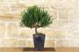 2 - Pre bonsai di Tasso 14 anni