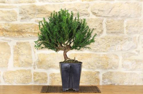 2 - Pre bonsai di Tasso 14 anni