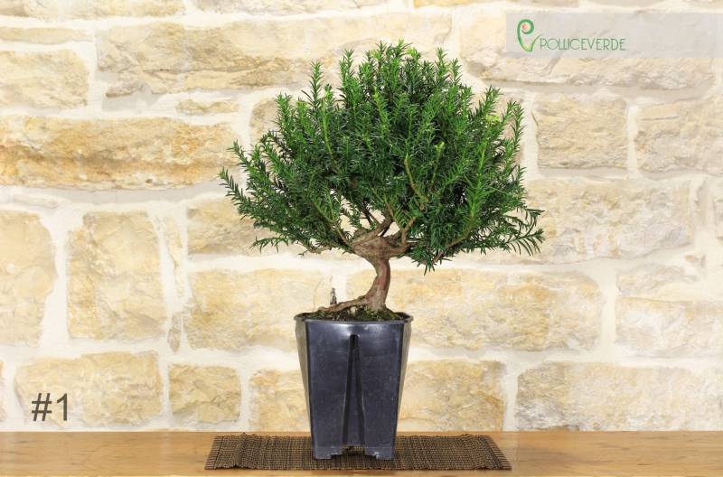 204 - Pre bonsai di Tasso 14 anni
