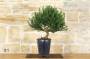 204 - Pre bonsai di Tasso 14 anni