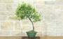 4 - Bonsai di Cotoneaster Lacteus (1)