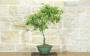 5 - Bonsai di Cotoneaster Lacteus (1)