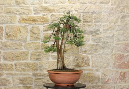 2 - Pre bonsai di Ginepro Fenicio (1)