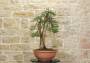 2 - Pre bonsai di Ginepro Fenicio (1)