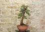 3 - Pre bonsai di Ginepro Fenicio (1)