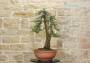 4 - Pre bonsai di Ginepro Fenicio (1)