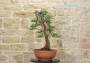 5 - Pre bonsai di Ginepro Fenicio (1)