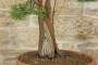 6 - Pre bonsai di Ginepro Fenicio (1)