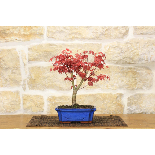Bonsai di  Acero Palmato Deshojo giapponese in vaso rettangolare 18 cm