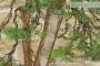 7 - Pre bonsai di Ginepro Fenicio (1)