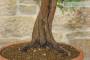 8 - Pre bonsai di Ginepro Fenicio (1)