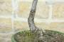 6 - Bonsai di Cotoneaster Lacteus (1)