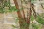 10 - Pre bonsai di Ginepro Fenicio (1)