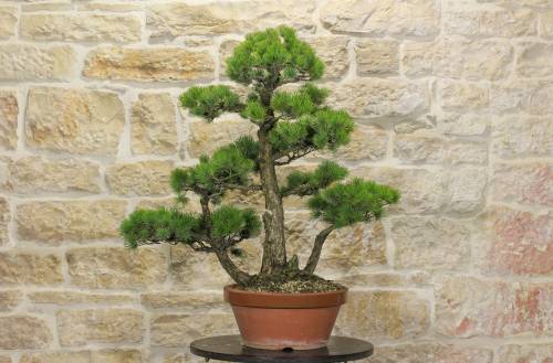 2 - Pre bonsai di Pino Pentaphilla (1)