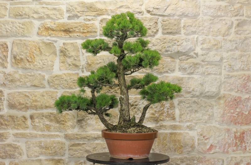 2 - Pre bonsai di Pino Pentaphilla (1)