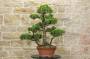 2 - Pre bonsai di Pino Pentaphilla (1)
