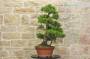3 - Pre bonsai di Pino Pentaphilla (1)