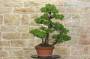 4 - Pre bonsai di Pino Pentaphilla (1)