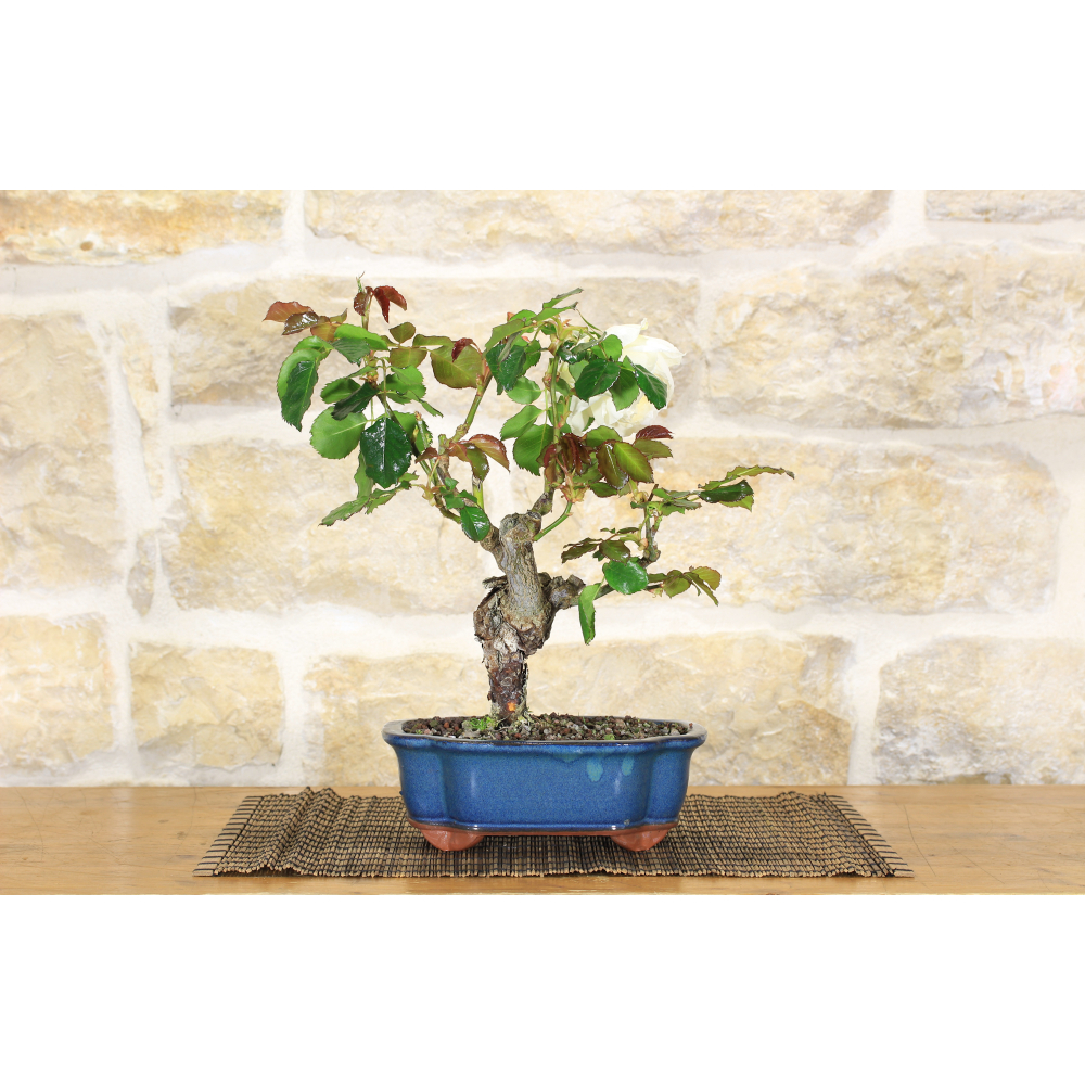 Rose bonsai tree (46)