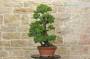 5 - Pre bonsai di Pino Pentaphilla (1)