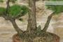 6 - Pre bonsai di Pino Pentaphilla (1)