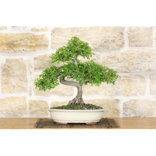 Chinese Elm bonsai tree (112)