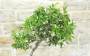 7 - Bonsai di Cotoneaster Lacteus (1)